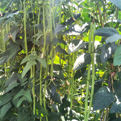 'Zhangtang King' Yardlong Bean Seeds - High Yield, 80-100cm Pods, Disease Resistant