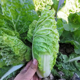 'Jiaoyan Guifei' Baby Cabbage Seeds - Compact Head, Tender Sweet Taste, Strong Disease Resistance