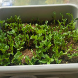 Sweet Crispy Pea Shoots Seeds - Tender Fragrant Greens, High Productivity, Strong Disease Resistance, Easy to Grow