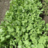Sweet Crispy Pea Shoots Seeds - Tender Fragrant Greens, High Productivity, Strong Disease Resistance, Easy to Grow