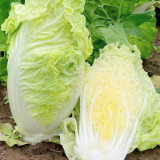 'Jiaoyan Guifei' Baby Cabbage Seeds - Compact Head, Tender Sweet Taste, Strong Disease Resistance
