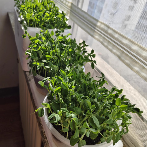 Sweet Crispy Pea Shoots Seeds - Tender Fragrant Greens, High Productivity, Strong Disease Resistance, Easy to Grow