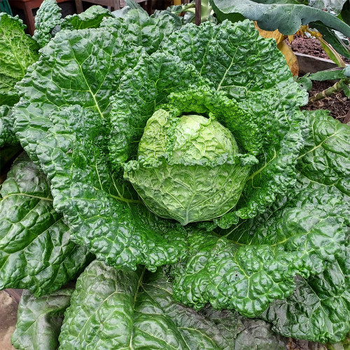 Savoy Cabbage Seeds - Cold Tolerant, Tender Leaves, Excellent Flavor, High Nutrition