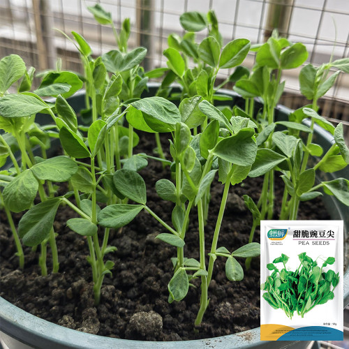 Sweet Crispy Pea Shoots Seeds - Tender Fragrant Greens, High Productivity, Strong Disease Resistance, Easy to Grow