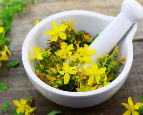 St. John's wort hypericum perforatum seeds