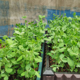 Sweet Crispy Pea Shoots Seeds - Tender Fragrant Greens, High Productivity, Strong Disease Resistance, Easy to Grow