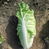 'Jiaoyan Guifei' Baby Cabbage Seeds - Compact Head, Tender Sweet Taste, Strong Disease Resistance