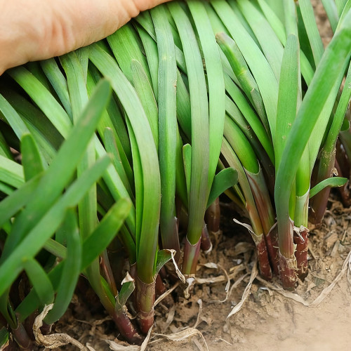 Shandong Traditional Red-Root Leek Seeds - Rich in Anthocyanins, High Disease Resistance, Ideal for Beginners