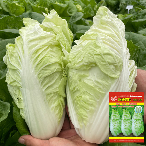 'Jiaoyan Guifei' Baby Cabbage Seeds - Compact Head, Tender Sweet Taste, Strong Disease Resistance