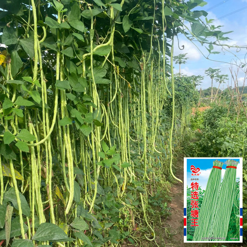 'Zhangtang King' Yardlong Bean Seeds - High Yield, 80-100cm Pods, Disease Resistant