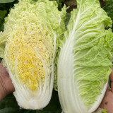 'Jiaoyan Guifei' Baby Cabbage Seeds - Compact Head, Tender Sweet Taste, Strong Disease Resistance