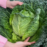 Savoy Cabbage Seeds - Cold Tolerant, Tender Leaves, Excellent Flavor, High Nutrition