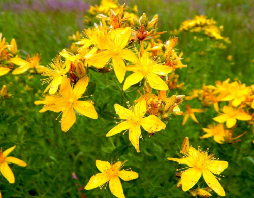 St. John's wort hypericum perforatum seeds