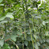 Fengchan 168 Yardlong Bean Seeds - High Pod-Setting Rate, Disease Resistant, Nutrient-Rich