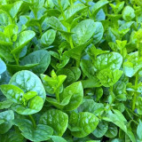 Large-Leaf Malabar Spinach Seeds - Late-Bolting, Heat-Tolerant, Crisp, Nutrient-Rich