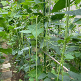 Fengchan 168 Yardlong Bean Seeds - High Pod-Setting Rate, Disease Resistant, Nutrient-Rich