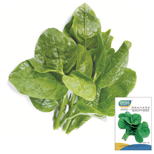 Large-Leaf Malabar Spinach Seeds - Late-Bolting, Heat-Tolerant, Crisp, Nutrient-Rich