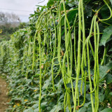 Yuyan Zaoguan Cowpea Seeds - High Yield, Suitable for Dense Planting, Easy to Harvest