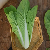 White-Stemmed Bok Choy Seeds - Fast Growing, All-Season, High Yield & Disease Resistant Variety