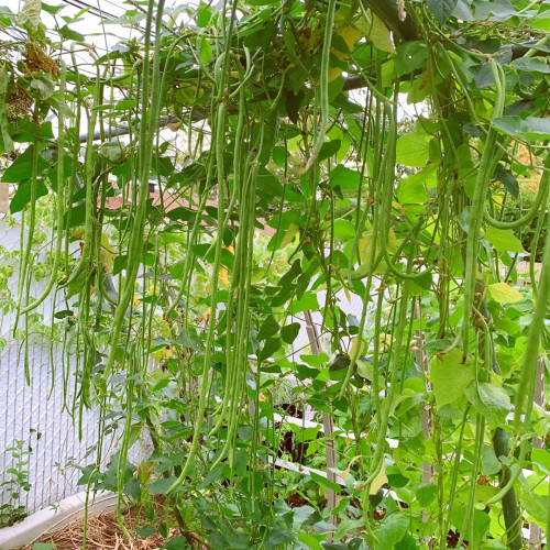 Yuyan Zaoguan Cowpea Seeds - High Yield, Suitable for Dense Planting, Easy to Harvest