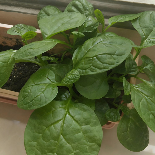 Large-Leaf Malabar Spinach Seeds - Late-Bolting, Heat-Tolerant, Crisp, Nutrient-Rich