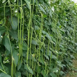 Long Dragon Cowpea Seeds - High-Yield & Disease-Resistant for Greenhouse and Open-Field Farming