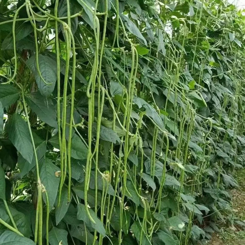 Long Dragon Cowpea Seeds - High-Yield & Disease-Resistant for Greenhouse and Open-Field Farming