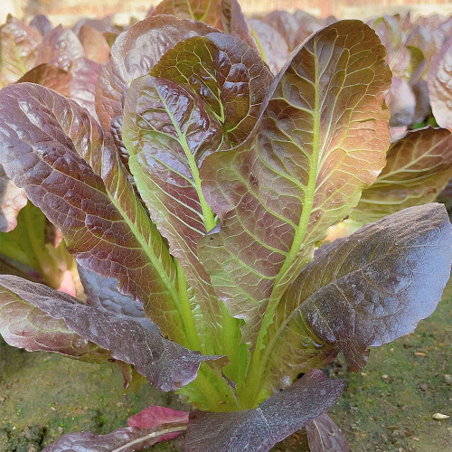 Purple Peacock Lettuce Seeds - Heat Tolerant, Early Maturing, Ornamental, Wide Adaptability