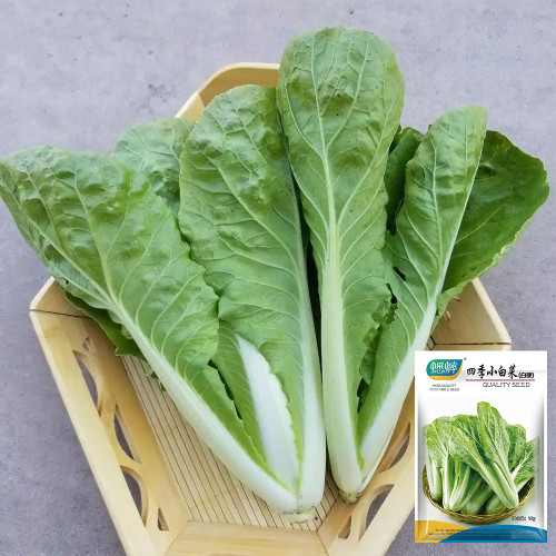 White-Stemmed Bok Choy Seeds - Fast Growing, All-Season, High Yield & Disease Resistant Variety