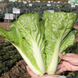 White-Stemmed Bok Choy Seeds - Fast Growing, All-Season, High Yield & Disease Resistant Variety