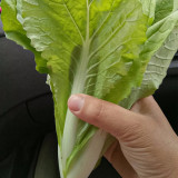 White-Stemmed Bok Choy Seeds - Fast Growing, All-Season, High Yield & Disease Resistant Variety