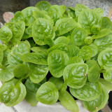 Large-Leaf Malabar Spinach Seeds - Late-Bolting, Heat-Tolerant, Crisp, Nutrient-Rich