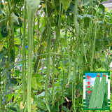 Fengchan 168 Yardlong Bean Seeds - High Pod-Setting Rate, Disease Resistant, Nutrient-Rich