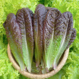 Purple Peacock Lettuce Seeds - Heat Tolerant, Early Maturing, Ornamental, Wide Adaptability