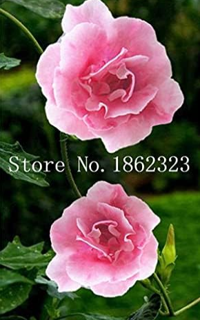 Gloxinia Seeds Perennial Sinningia Speciosa Flower (Color: 1)