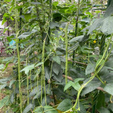 Fengchan 168 Yardlong Bean Seeds - High Pod-Setting Rate, Disease Resistant, Nutrient-Rich