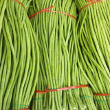 Yuyan Zaoguan Cowpea Seeds - High Yield, Suitable for Dense Planting, Easy to Harvest