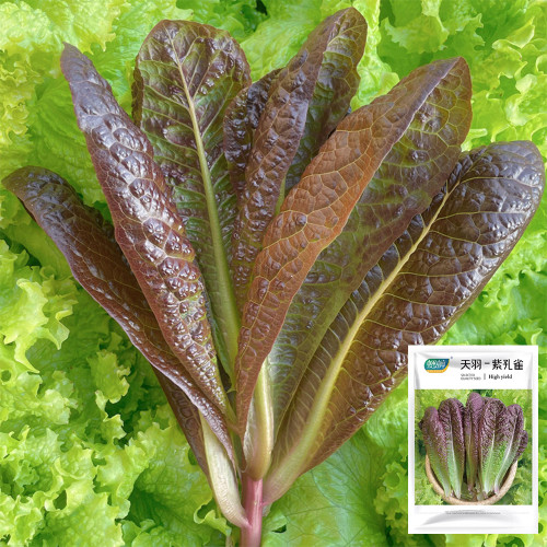 Purple Peacock Lettuce Seeds - Heat Tolerant, Early Maturing, Ornamental, Wide Adaptability