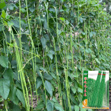 Long Dragon Cowpea Seeds - High-Yield & Disease-Resistant for Greenhouse and Open-Field Farming