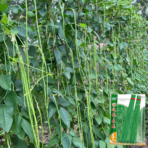 Long Dragon Cowpea Seeds - High-Yield & Disease-Resistant for Greenhouse and Open-Field Farming