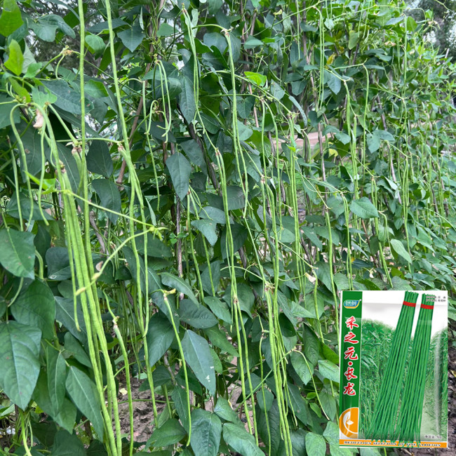 Long Dragon Cowpea Seeds - High-Yield & Disease-Resistant for Greenhouse and Open-Field Farming