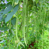 Fengchan 168 Yardlong Bean Seeds - High Pod-Setting Rate, Disease Resistant, Nutrient-Rich