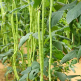 Yuyan Zaoguan Cowpea Seeds - High Yield, Suitable for Dense Planting, Easy to Harvest