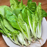 White-Stemmed Bok Choy Seeds - Fast Growing, All-Season, High Yield & Disease Resistant Variety