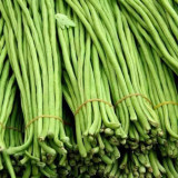 Long Dragon Cowpea Seeds - High-Yield & Disease-Resistant for Greenhouse and Open-Field Farming