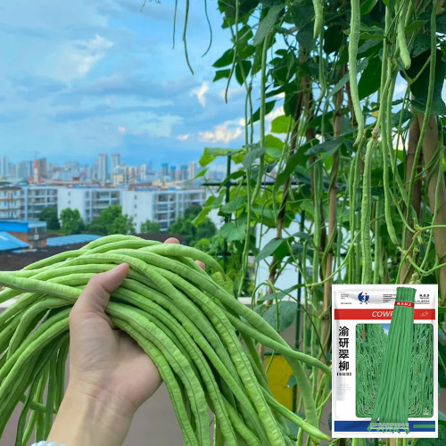 Yuyan Cuiliu Cowpea Seeds - Dual-Season Cultivation, High Yield