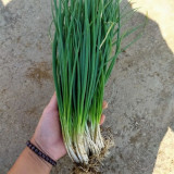 Four-Season Scallion Seeds - High-Yield, Perennial Bunching Onion for Continuous Harvest