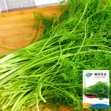Multi-Harvest Fennel Seeds - Vigorous, Fast-Growing Cut-and-Come-Again Variety