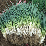 Four-Season Scallion Seeds - High-Yield, Perennial Bunching Onion for Continuous Harvest
