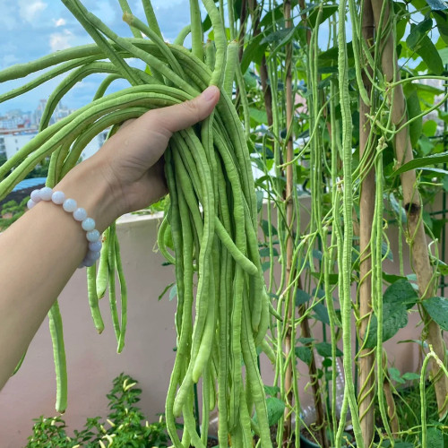 Yuyan Cuiliu Cowpea Seeds - Dual-Season Cultivation, High Yield